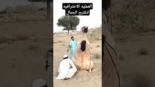 ماذا تسمي هذا العمليه 🤔وهما بيعملو ايه في الجمل🐫 shorts [upl. by Htrowslle591]