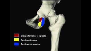 Ligaments and muscles that attach on the ischial tuberosity [upl. by Sonia977]