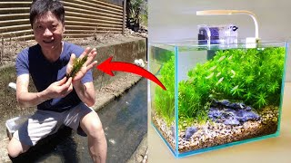 不用錢的水草和孔雀魚 撈野生孔雀魚和水草 野採DIY水草造景 免CO2種植水草 [upl. by Zechariah]