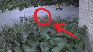 Real Fairy Caught on Tape Amazing Footage [upl. by Marcoux194]