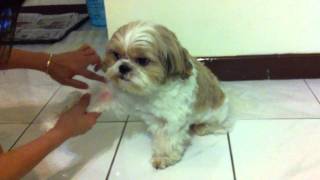 Shih Tzu Allergy Stage 1 [upl. by Leshia]