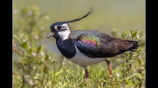 Lapwing Sounds  Lapwing Calls [upl. by Lorry970]