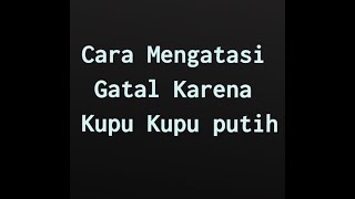 Cara Mengatasi Gatal Karena Kupu Kupu putih secara Alami Ampuh Solusi Gatal Kupu Kupu putih [upl. by Germin]