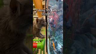 Taking My Kitten Shopping cat [upl. by Trebliw]