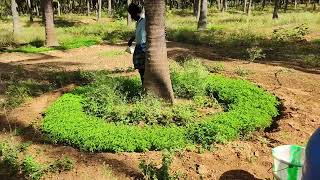 Biofertilizers Application to Coconut Green manure Daincha [upl. by Yeznil]