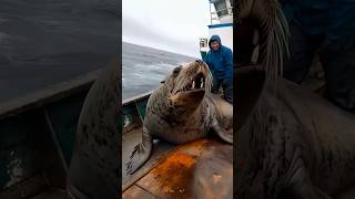 See lion 🦭 caught by fishermen in ocean 🌊🪸 seacreature sealions oceancreature deepocean sealife [upl. by Noivax]