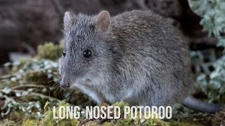 Longnosed Potoroo  Conservation Ecology Centre  Cape Otway [upl. by Finah]