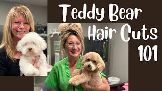 Dog Grooming Basics  Doing the Teddy Bear Haircut at Home [upl. by Orji]