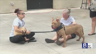 Rochester staples and downtown pups Verona Street Animal Society hosts adoption and fundraising eve [upl. by Aneekal378]