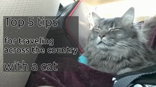 5 Tips for traveling 35 days by car with a cat [upl. by Annij358]