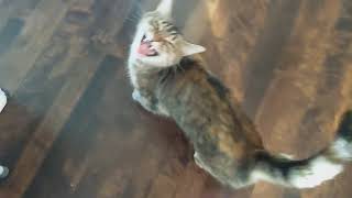 Kitty Mint screams for attention is quiet during pets then screams more [upl. by Ecital]