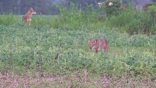 The Best Selffilmed Coyote Hunting Compilation 4K [upl. by Aynekat]