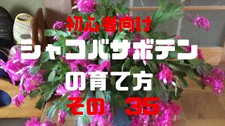 初心者向け シャコバサボテンの育て方その35 [upl. by Latrell]