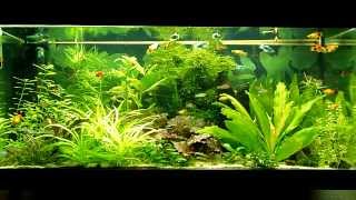 platy fish tank [upl. by Friedrick265]