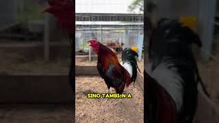 Gallos finos y la importante de las jaulas y entorno limpio 🐓🇺🇸🇲🇽 TIPS Y CONSEJOS [upl. by Novelia943]