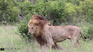 Male Lions on dad duty with Lion Cubs  Kruger National Park South Africa [upl. by Fante263]