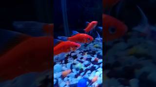 Aquarium Fish shorts youtubeshorts aquarium goldfish viralvideo [upl. by Nomelif828]