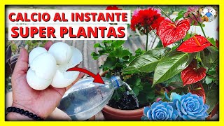 ABONO CASERO con CASCARAS DE HUEVO RICO EN CALCIO de uso INMEDIATO para PLANTAS HERMOSAS [upl. by Atekram505]