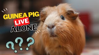 Can A Guinea Pig Live Alone [upl. by Brunn]