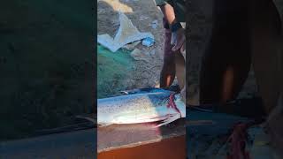 PulliMotha fishcutting  vizhinjam  fishing fishcatching fishcleaning [upl. by Buck]