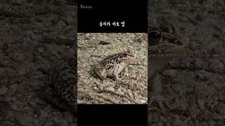 길에 나와 있는 참개구리 Blackspotted pond frog [upl. by Kast638]