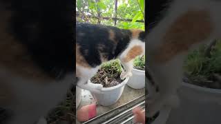 First outdoor tour for deaf catcat deafcat catlover cuteanimal kitten advanture [upl. by Yeo]