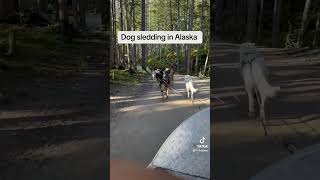 Dog sledding in Alaska shorts dog [upl. by Marve]