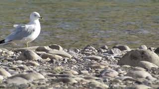 Ringed Billed Gull Going for a Stroll [upl. by Livvyy]