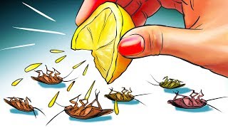 12 Natural Ways to Get Rid of Cockroaches Permanently [upl. by Voorhis]