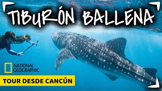 TIBURON BALLENA Tour CANCUN 🔴 NADO GARANTIZADO ✅ ¿Holbox o Cancun ► Cuanto mide Whale Shark Tour [upl. by Cline]