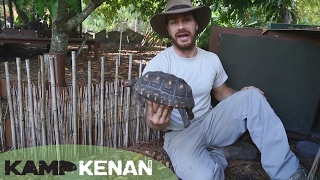 Best Cherry Head Redfooted Tortoise Care Tutorial  Kamp Kenan S2 Episode 13 [upl. by Laith]