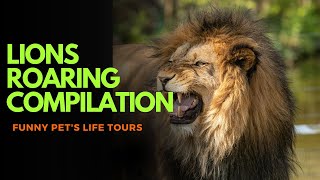 Lions Roaring Compilation  Lions Roaring Compilation Mother of LionsFull Episode  Savage Kingdom [upl. by Tizes]