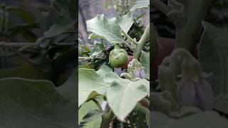 Baigan ke fhool jhadne se kese rokebrinjal plant tipsflowers drop in brinjalshortvideoshorts [upl. by Eissim]