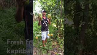 Guyabano fruit goodvibes shortvideo buhayprobinsiya gutlaychannel [upl. by Eilhsa727]