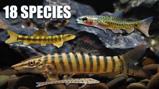 Unlock Hidden Gems Loaches That Will Transform Your Freshwater Aquarium [upl. by Julius464]