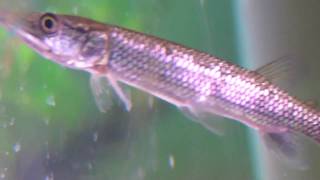 hujeta  rocket  silver  characin gar  4quot part 2 [upl. by Aindrea]