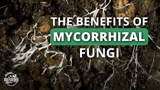 Allies in the Soil Mycorrhizal Fungi  Dr Adam Cobb [upl. by Kirven53]