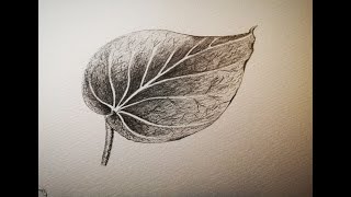 How to draw and shade a leaf 🌿 [upl. by Laumas871]