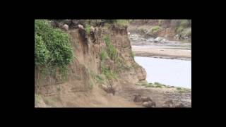 Wildebeest Crossing the Mara River [upl. by Catha]