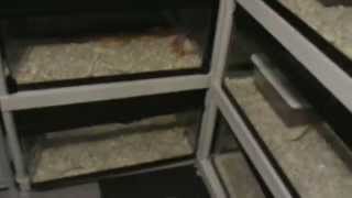 Steps to breeding corn snakes [upl. by Sloane]