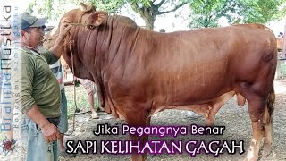 TERLIHAT GAGAH CARA PEGANG SAPI YANG BENAR [upl. by Ahsyek]