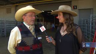 Calgary Stampede Roving Reporter  Miniature Chuckwagons [upl. by Corson]