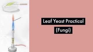 Leaf yeast practicalFungi Chapter Leaving Cert Biology [upl. by Lemhar]