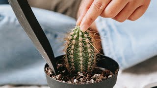 HOW TO REPOT A CACTUS LIKE A PRO  CHOOSING A RIGHT POT [upl. by Renruojos935]