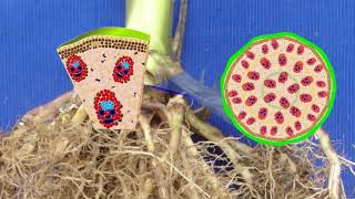 Anatomy of Monocot and Dicot stems [upl. by Lady]