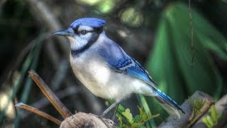 Amazing Blue Jay Calls  Up Close and Loud [upl. by Staal396]