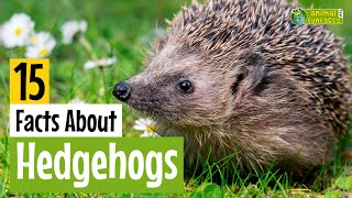 15 Facts About Hedgehogs  Learn All About Hedgehogs  Animals for Kids  Educational Video [upl. by Peterus]