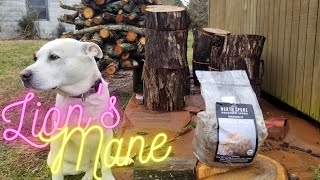 How to grow delicious lions mane mushrooms using the totem method Grow your own food [upl. by Ainek]