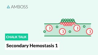 Secondary Hemostasis  Part 1 Coagulation Cascade [upl. by Robb348]