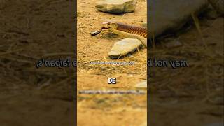 Increíble como estas dos serpientes luchan por su territorio 😱 animales piton serpiente shorts [upl. by Anthea186]